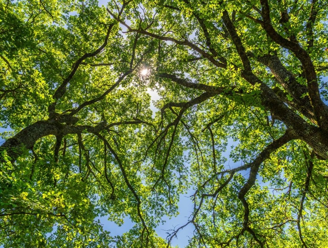 The sun peering through the tops of trees