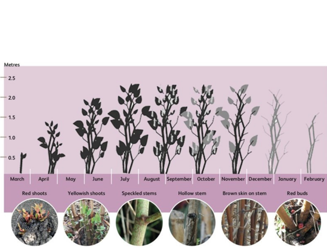 Japanese knotweed chart showing what the plant looks like throughout the year