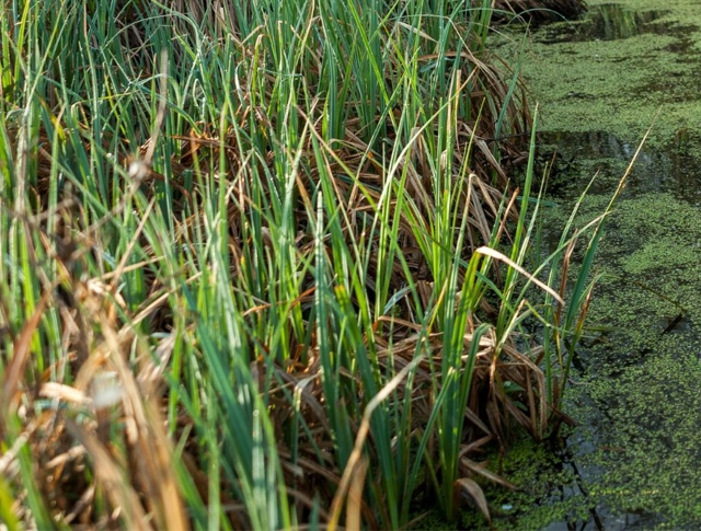 A picture of a sustainable urban drainage system